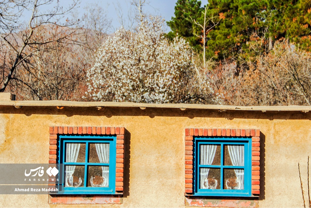 عکس| شکوفه‌های زودهنگام درختان در اسفند شیراز