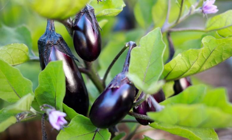 A step by step guide to planting and caring for eggplant in the garden and pots 1