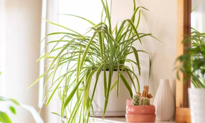 The best apartment flowers that you can easily make 6
