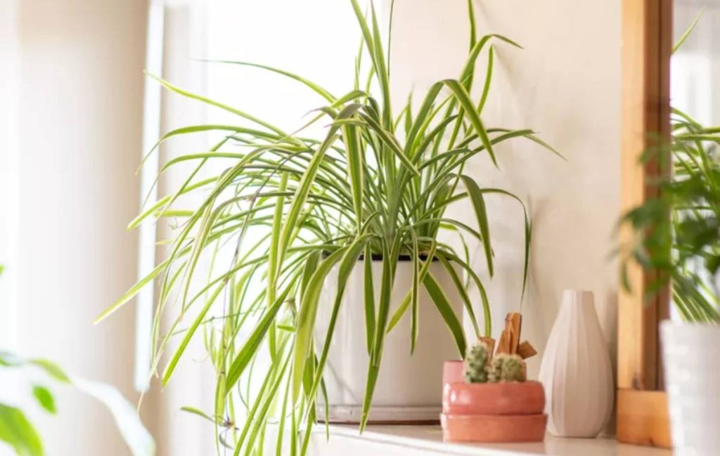 بهترین گل‌ و گیاهان آپارتمانی که راحت می‌توانید پرورش دهید(+۱۹ نمونه)