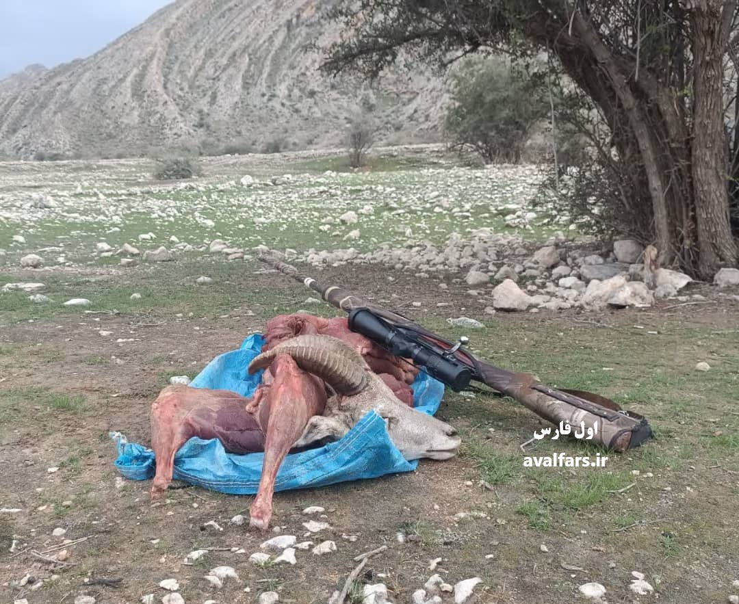 فراشبند در سوگ قوچ وحشی: ۲ جنایت‌کار دستگیر شدند+عکس