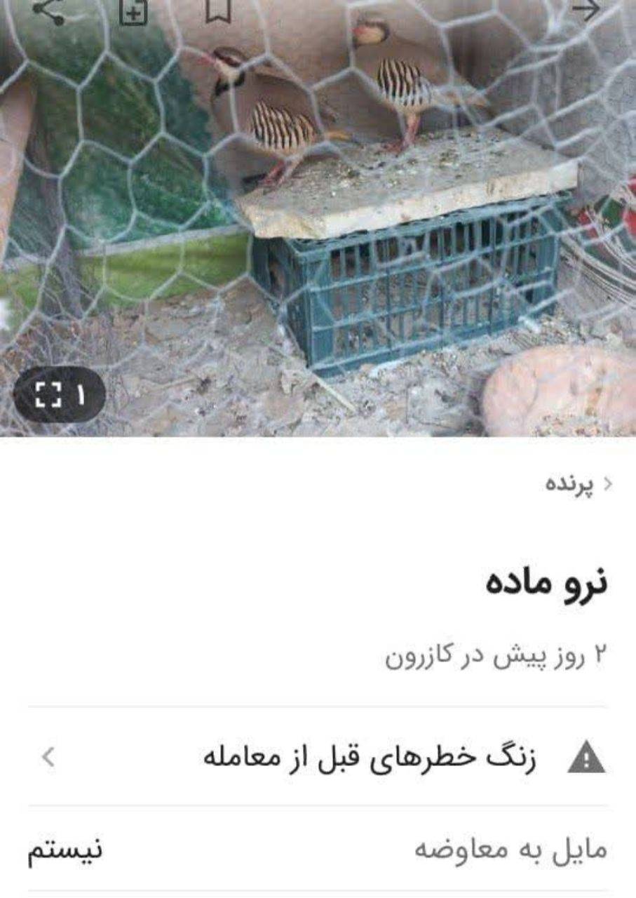 شکارچی کازرونی کبک‌ها در سایت دیوار دستگیر شد