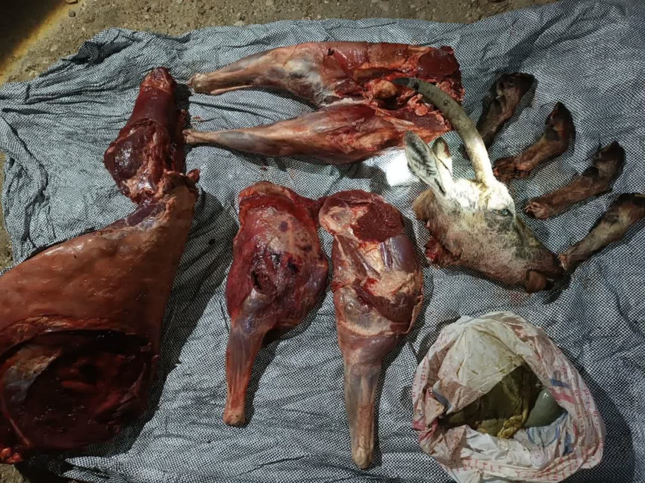 تصویر دلخراش بز وحشی و دو کهره اش در قیروکارزین