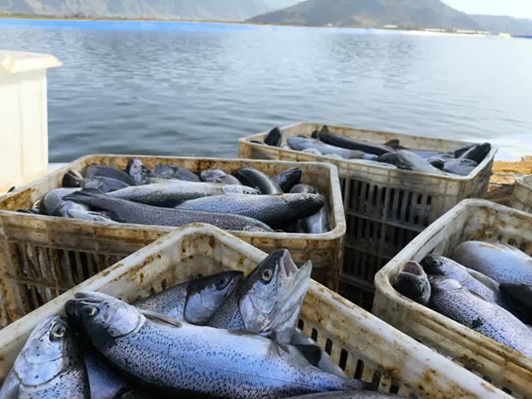 نوروز با طعم ماهی بیضا: ۱۶۰ تن قزل‌آلا برای تنظیم بازار!