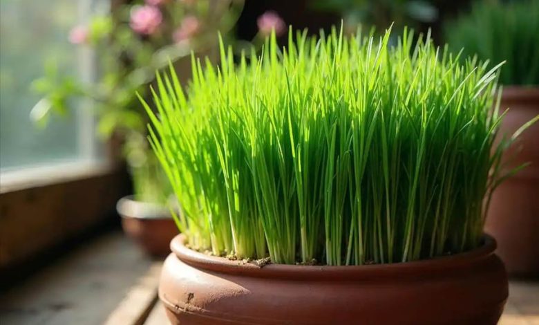نگهداری سبزه عید