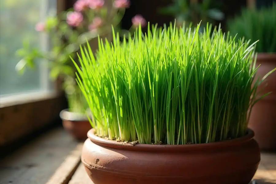 ترفندهای مفید برای نگهداری و مراقبت از سبزه عید تا ۱۳ بدر