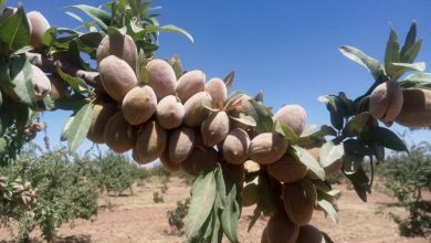 بادام نیریز 5