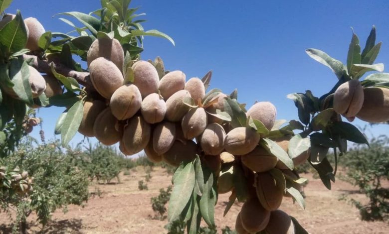 بادام نیریز 5