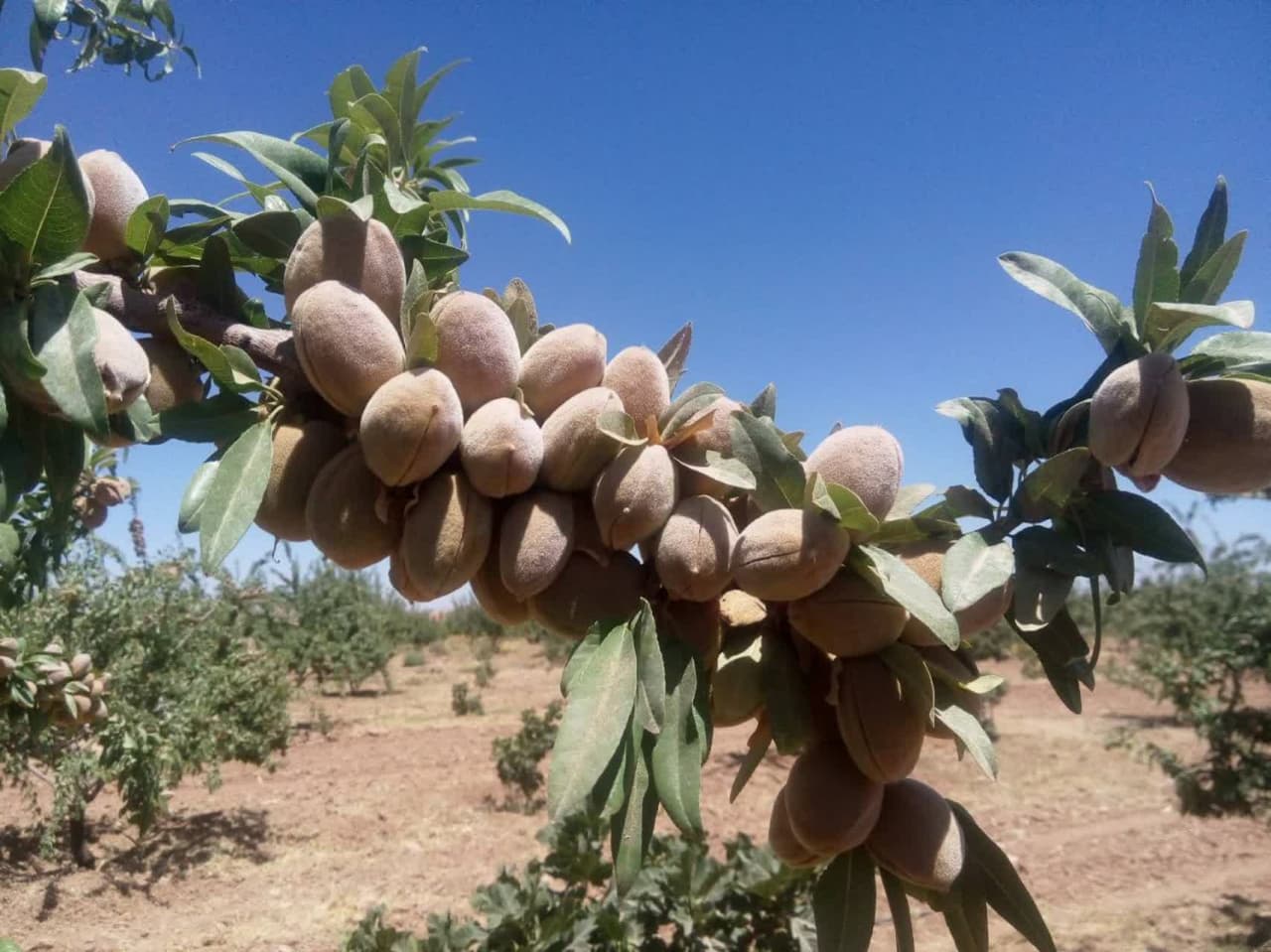 راز بادام‌های بی‌نظیر نی‌ریز: ارقام جدید ” آریا ” و ” بردیا ” با ویژگی‌های شگفت‌انگیز