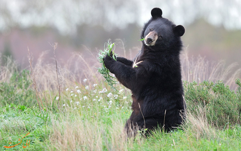 شگفتی در نخلستان‌های فارس؛ رویت گونه‌ای در حال انقراض از خرس سیاه