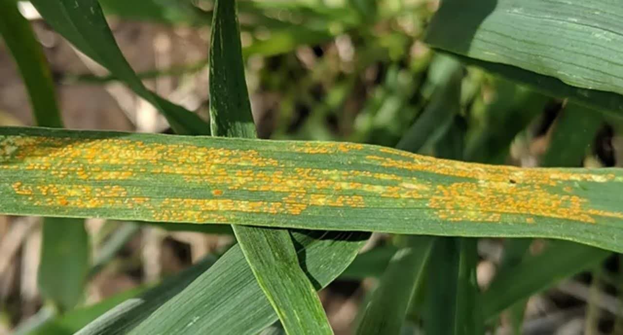 فارس در معرض تهدید زنگ زرد: کشاورزان فوری اقدام کنند !