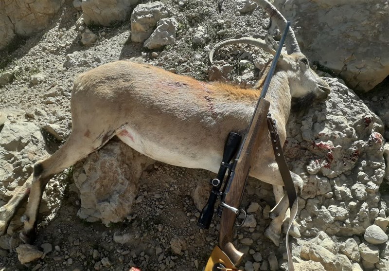 شکار جرم است چه با مجوز و چه بدون آن /ثروتمندان با پول طبیعت ایران را نابود می‌کنند