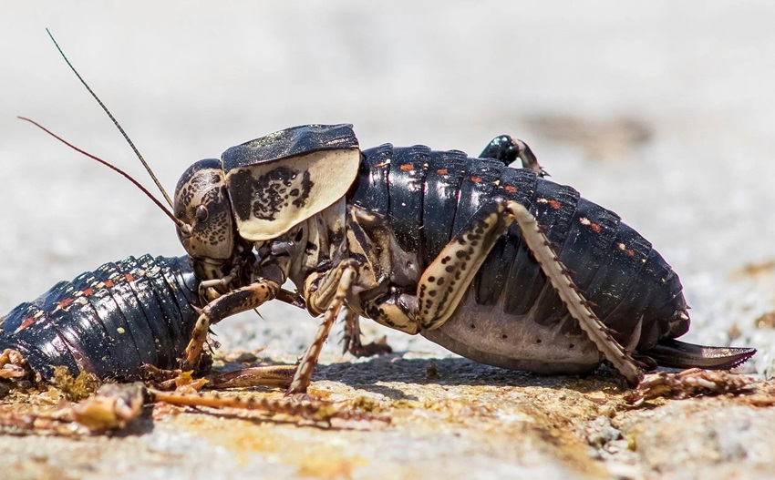 مراکشی در کازرون ، شکم‌بادمجانی‌های گرسنه در راه شمال فارس