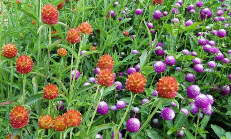 گل و گیاه 2
