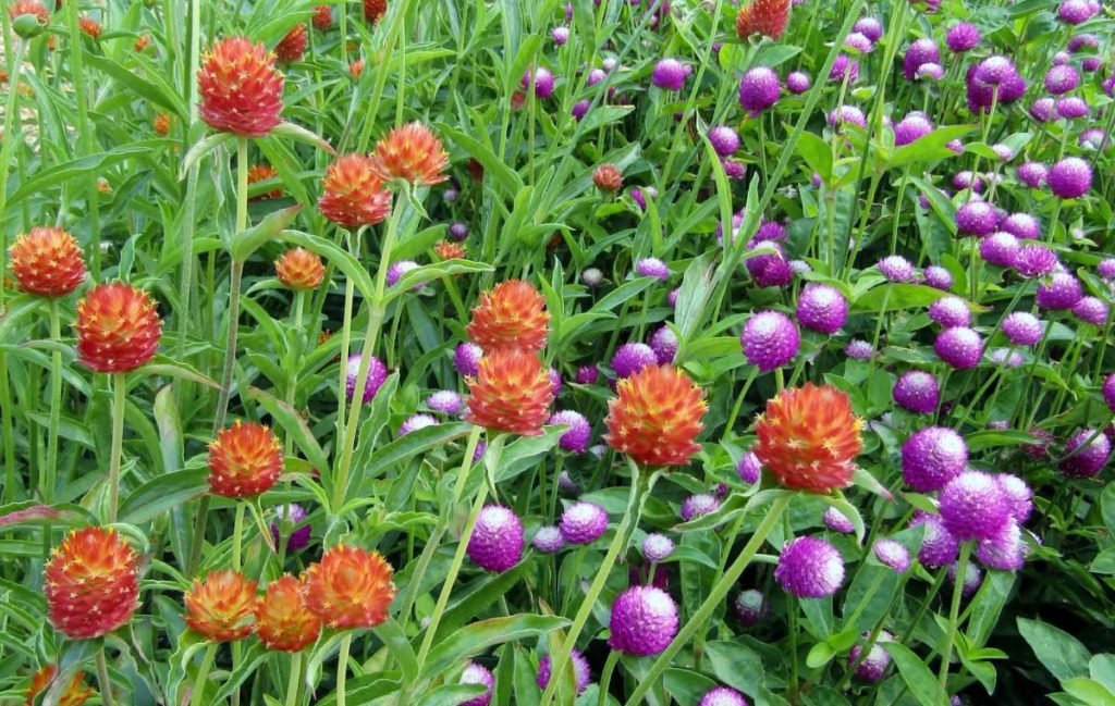 اول بهار بهترین زمان برای کاشت چه گل و گیاهانی در باغچه است؟