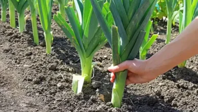 کاشت و پرورش تره فرنگی