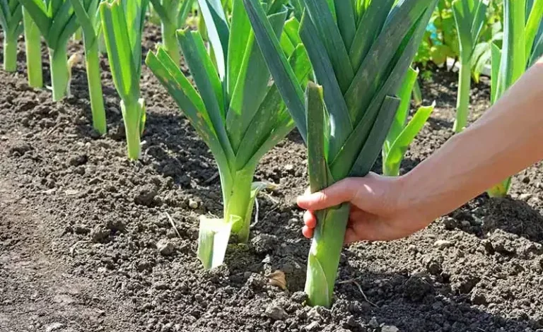 کاشت و پرورش تره فرنگی