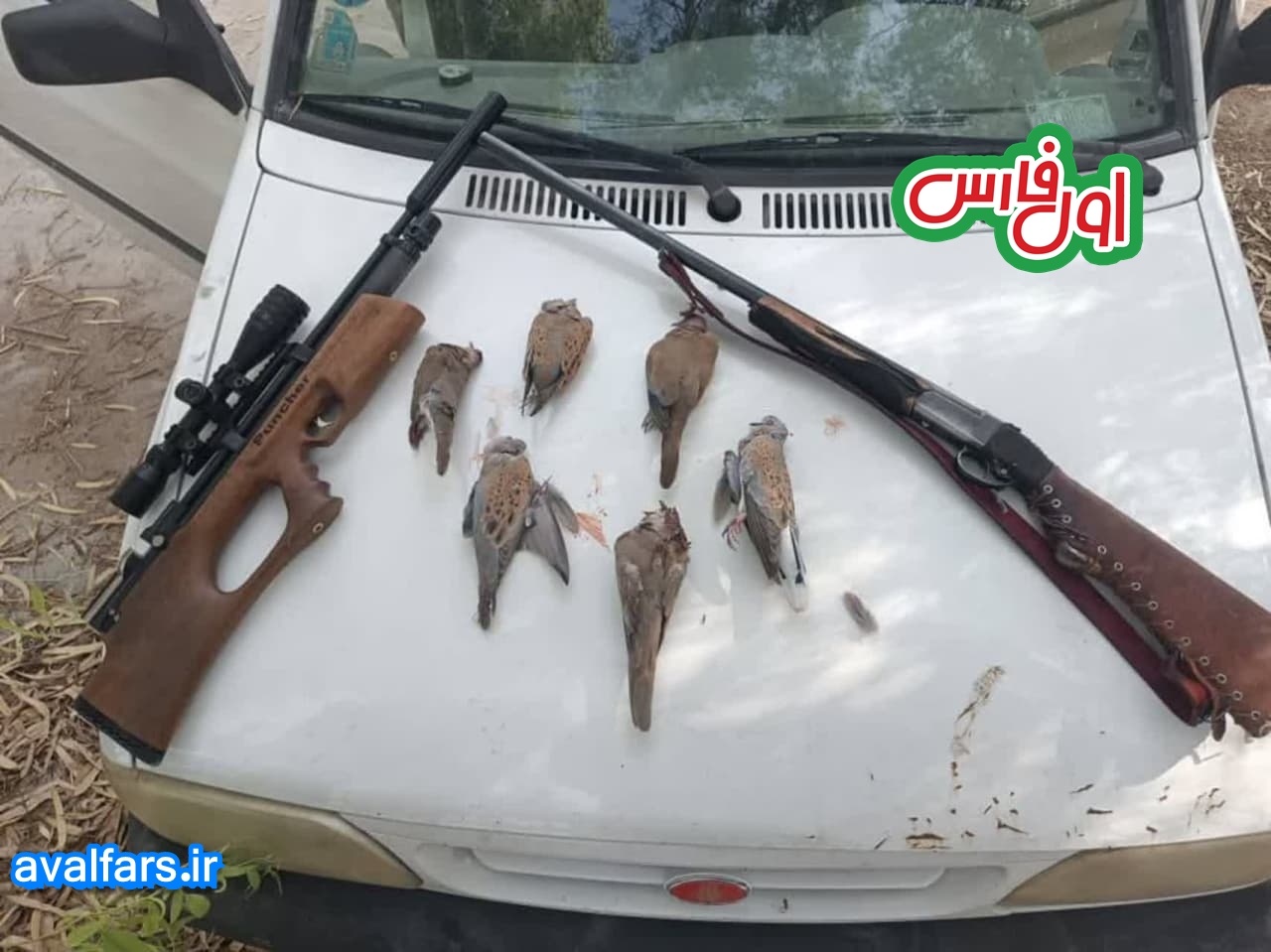 دو مرد کبوتر کُش در دشت‌افزر قیروکارزین در تله افتادند