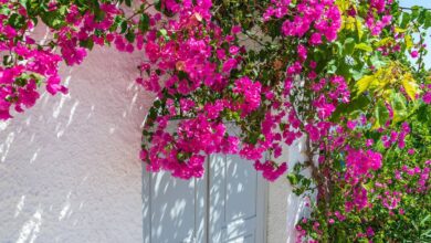نکات مهم نگهداری گل کاغذی در حیاط
