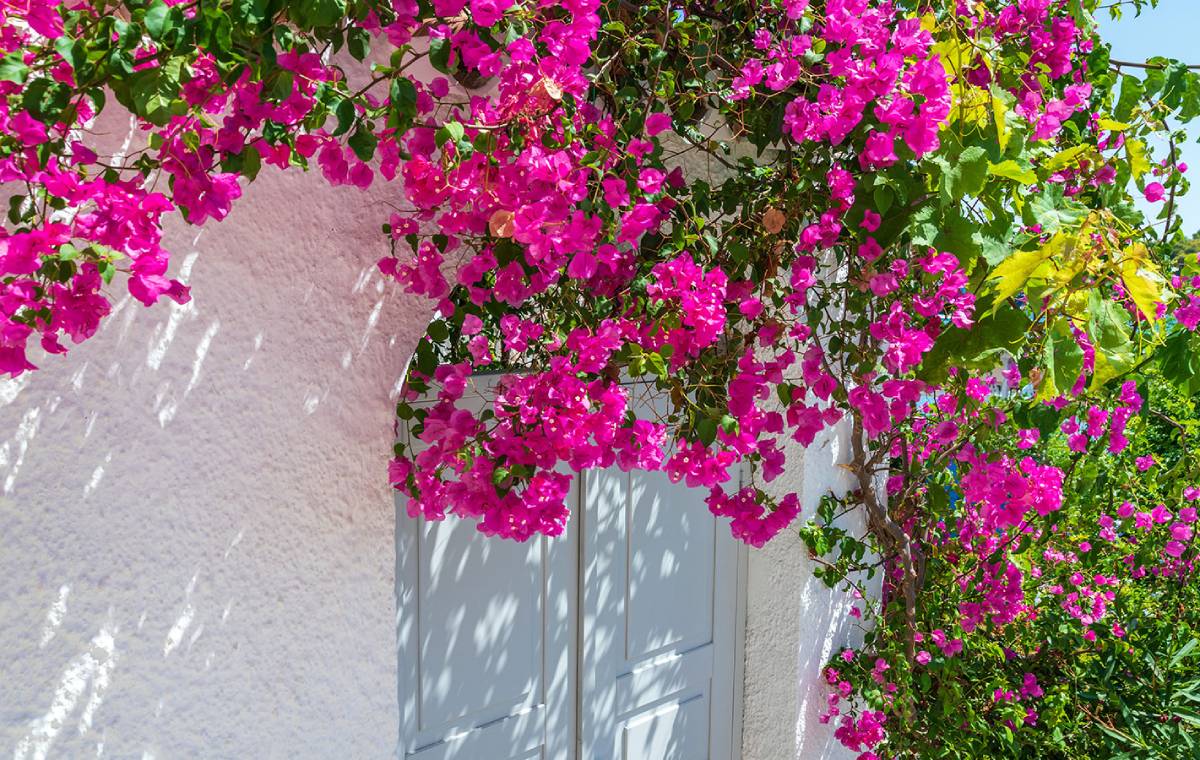 نکات مهمی که باید برای پرورش و نگهداری گل کاغذی در حیاط بدانید