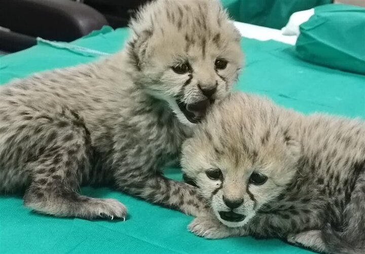 ببینید|توله پلنگ‌های بازیگوش در طبیعت کازرون