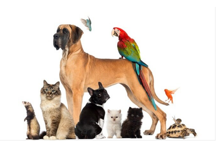 از همسایگی ناآرام تا خطر بهداشت عمومی؛ هشدار فعال اجتماعی درباره بحران حیوانات خانگی