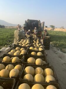فصل برداشت شمام در 1400 هکتار از اراضی بخش دهرم آغاز شد 1 شمام
