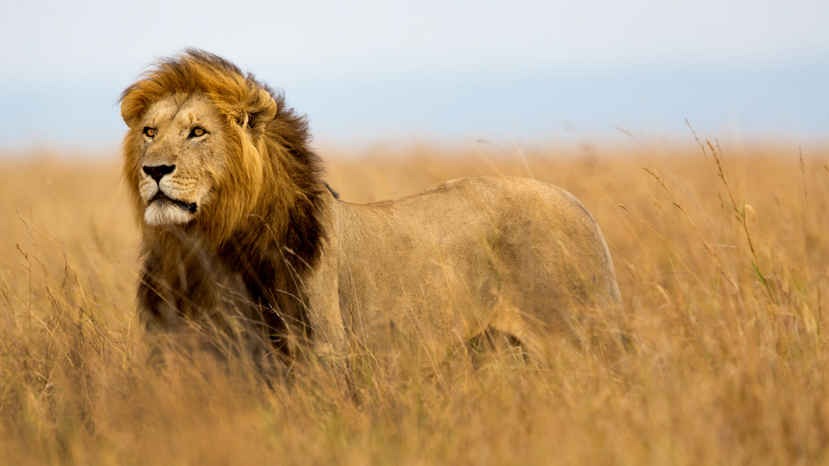 جزئیات ربودن و خورده شدن دختر ۱۴ ساله توسط شیر وحشی