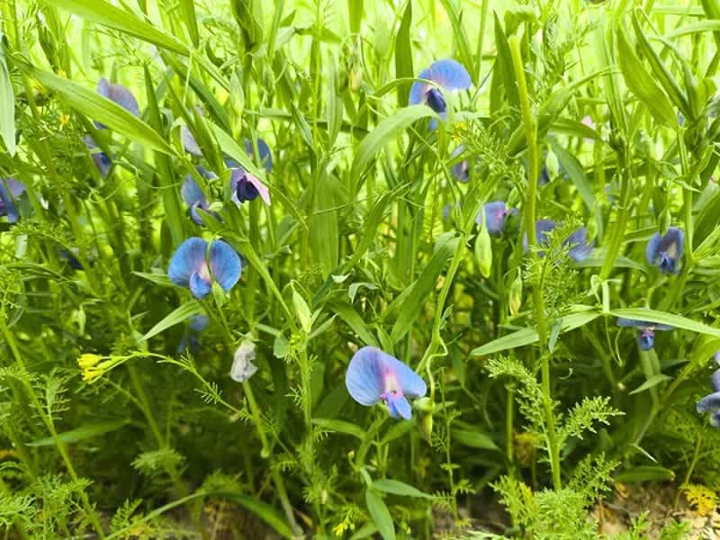 نخستین برداشت ۱۳ تنی مخلوط علوفه‌ای خلر و جو در دیمزارهای بیضا