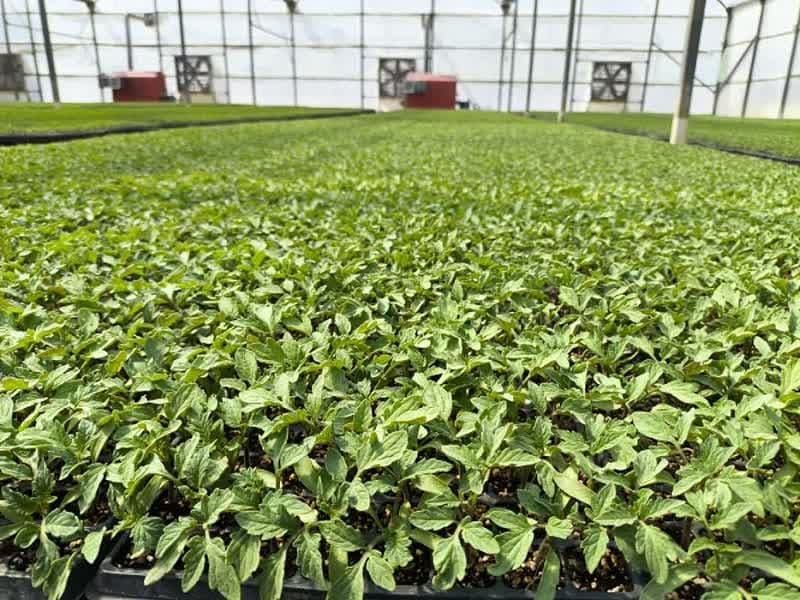 پیشتازی بیضا در تولید نشاء مکانیزه و هیدروپونیک و صادرات به استان‌های همجوار