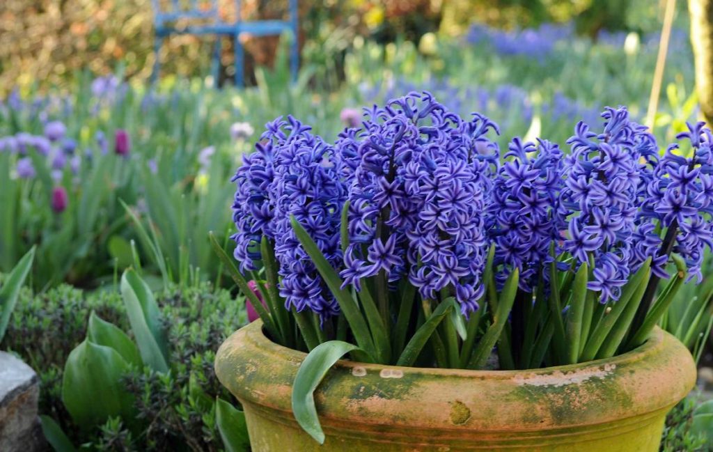 با این روش‌ها گل سنبل هفت سین را برای سال بعد نگهداری کنید