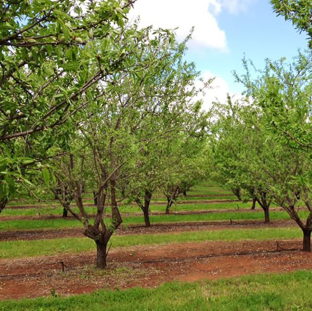چغاله بادام تازه باغات فارس به بازار رسید