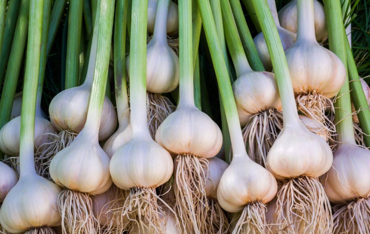 فیلم آموزش روش کاشت و پرورش سیر در خانه بدون خاک