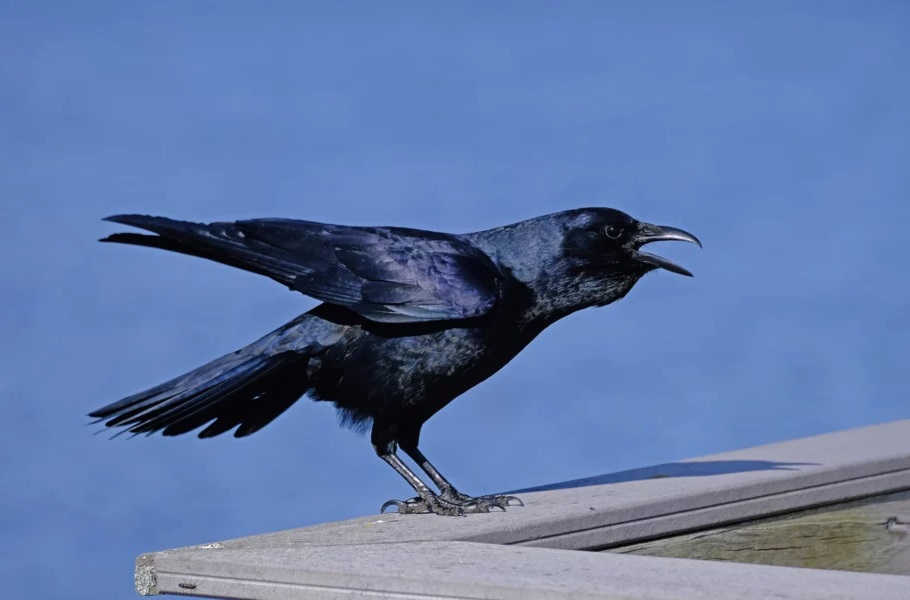 مراقب باشید: کلاغ‌ها کینه دارند، چهره را یادشان می‌ماند و انتقام می‌گیرند!