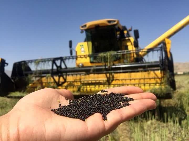 برداشت کلزا در فارس از لارستان آغاز شد؛ قیمت تضمینی خرید کلزا ۴۱۰ هزار ریال