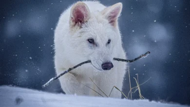 گرگ وحشت