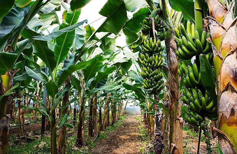 حماسه کشاورز لارستانی در پرورش میوه استوایی در گلخانه(+فیلم)