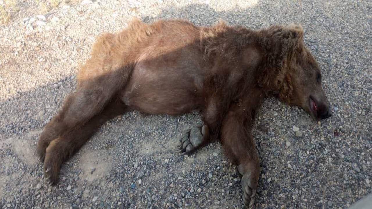 کشته شدن خرس قهوه‌ای مادر در شهرستان مرودشت