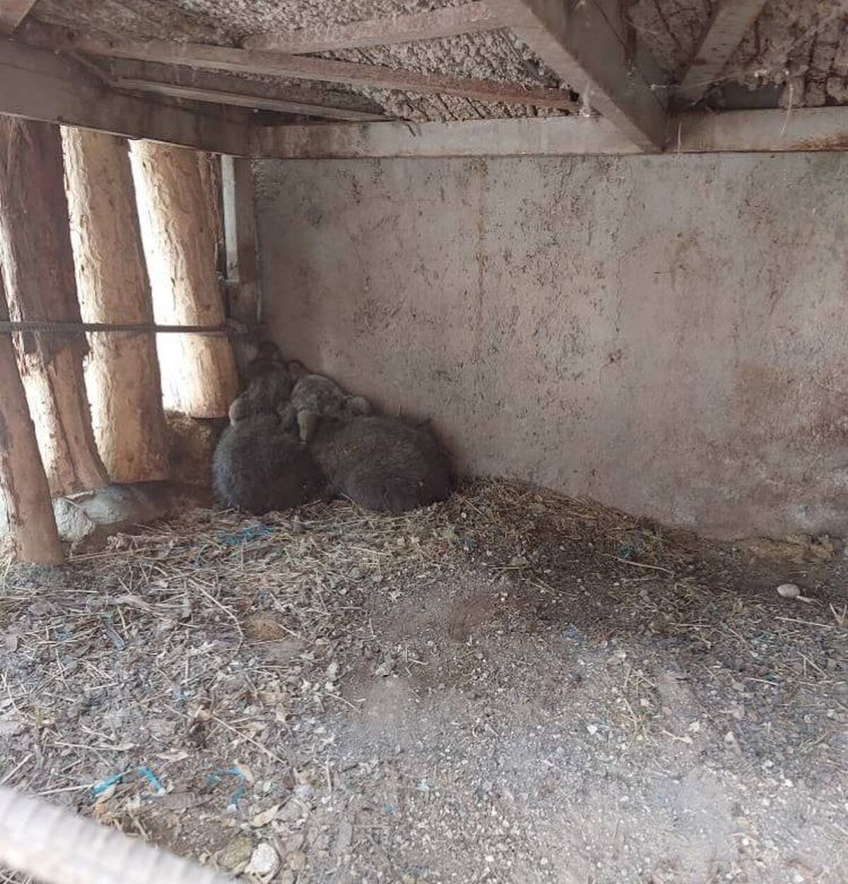 مفقود شدن توله خرس یتیم مرودشتی در تهران: درخواست کمک از مردم