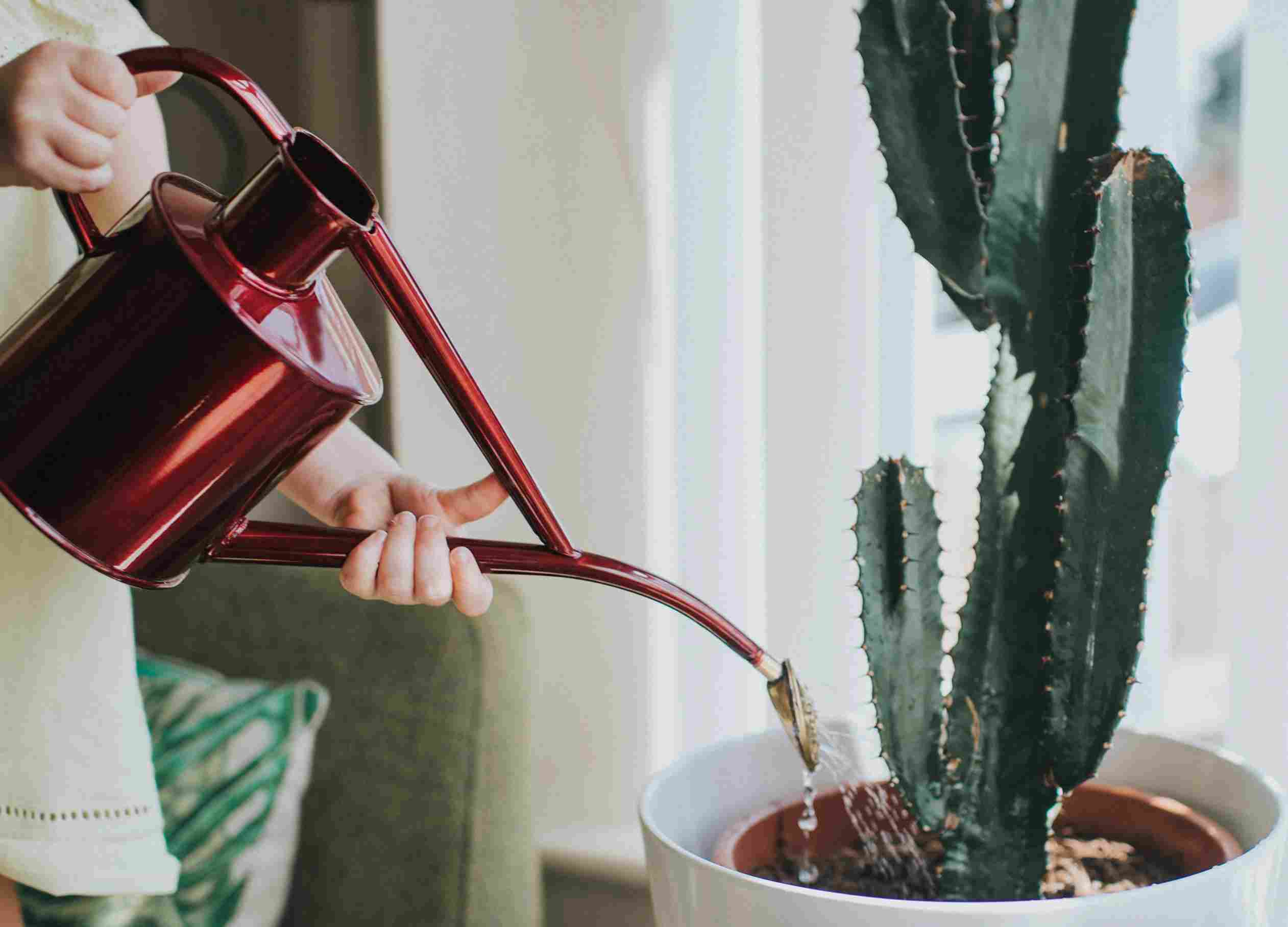 ۴ علت اصلی زرد شدن گیاه افوربیا تریگونا