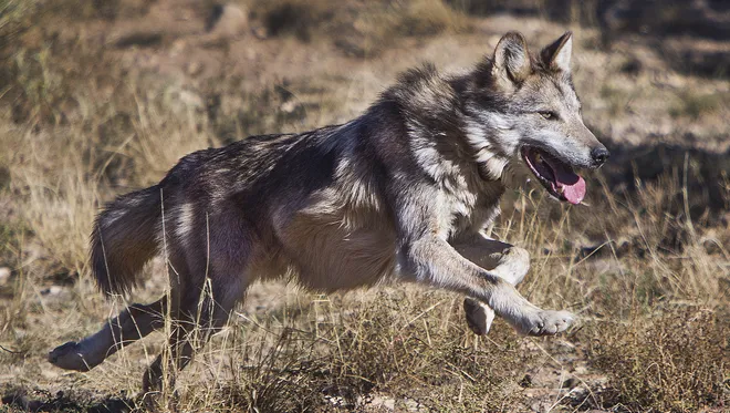 636476522214008079 Wolves 19