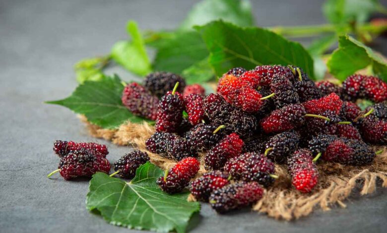How to make berry jam 1