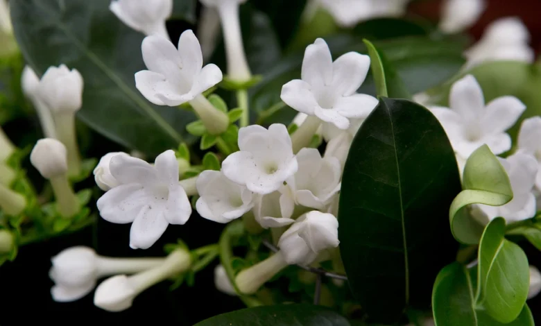 Six scented house plants