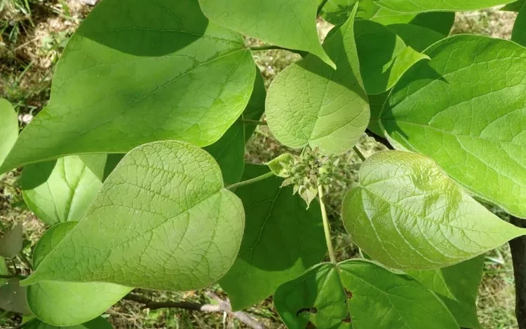 Southern Catalpa