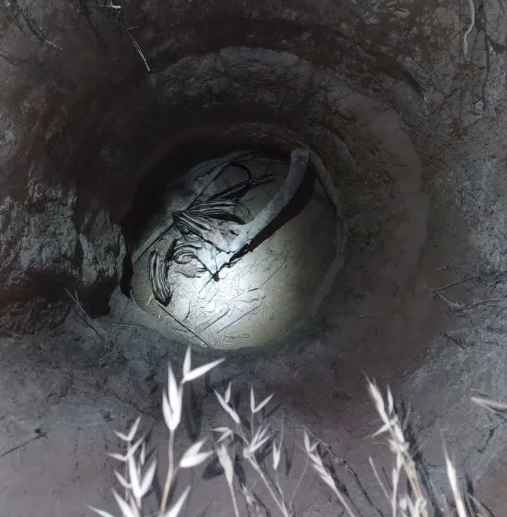 نجات ۶ توله گراز گرفتار در چاه ۱۵ متری کازرون