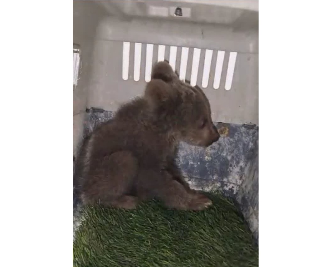 انتقال دو توله خرس بی‌سرپرست مرودشت به پردیسان تهران