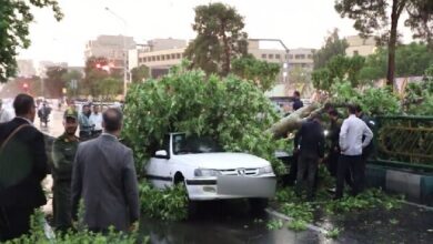سقوط درخت
