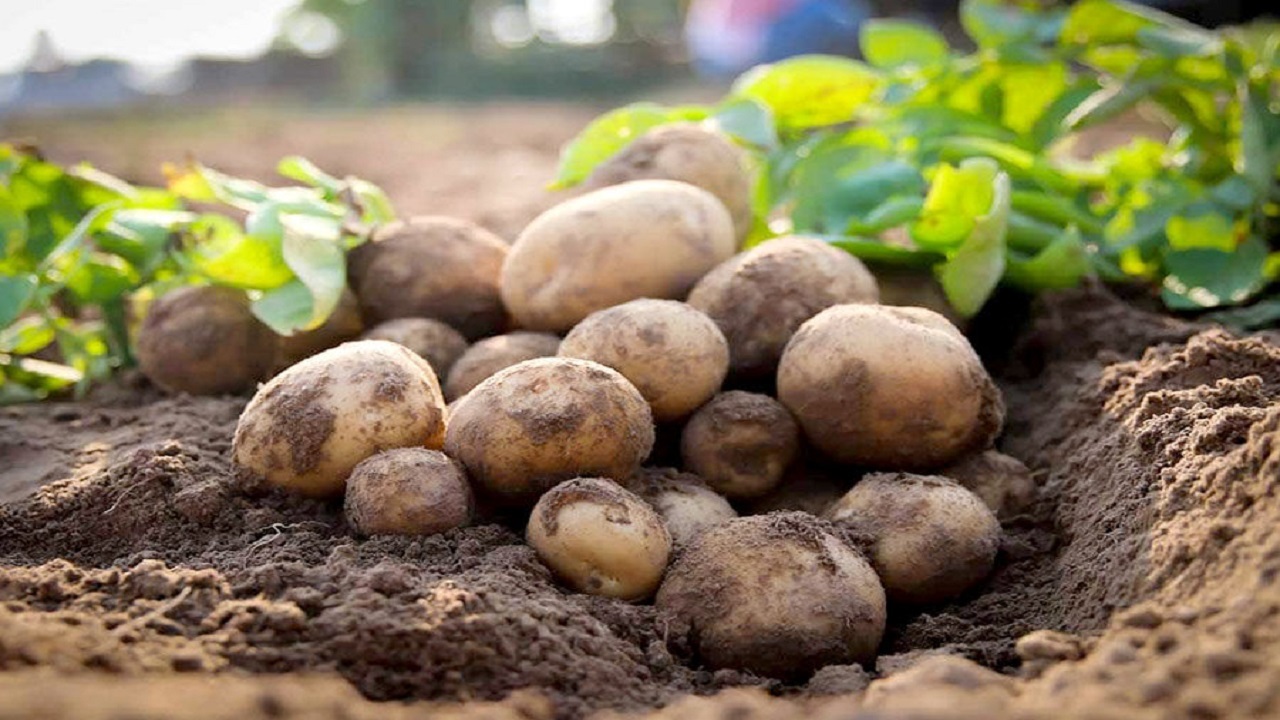 صادرات سیب زمینی آزاد شد