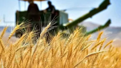 قیمتگندم