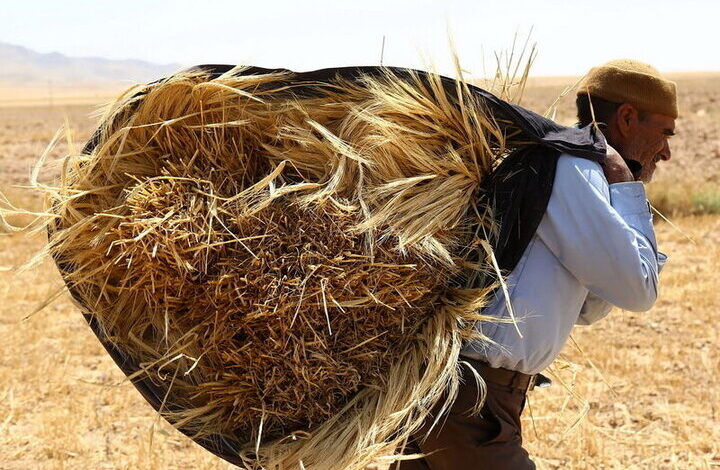 گندمکاران